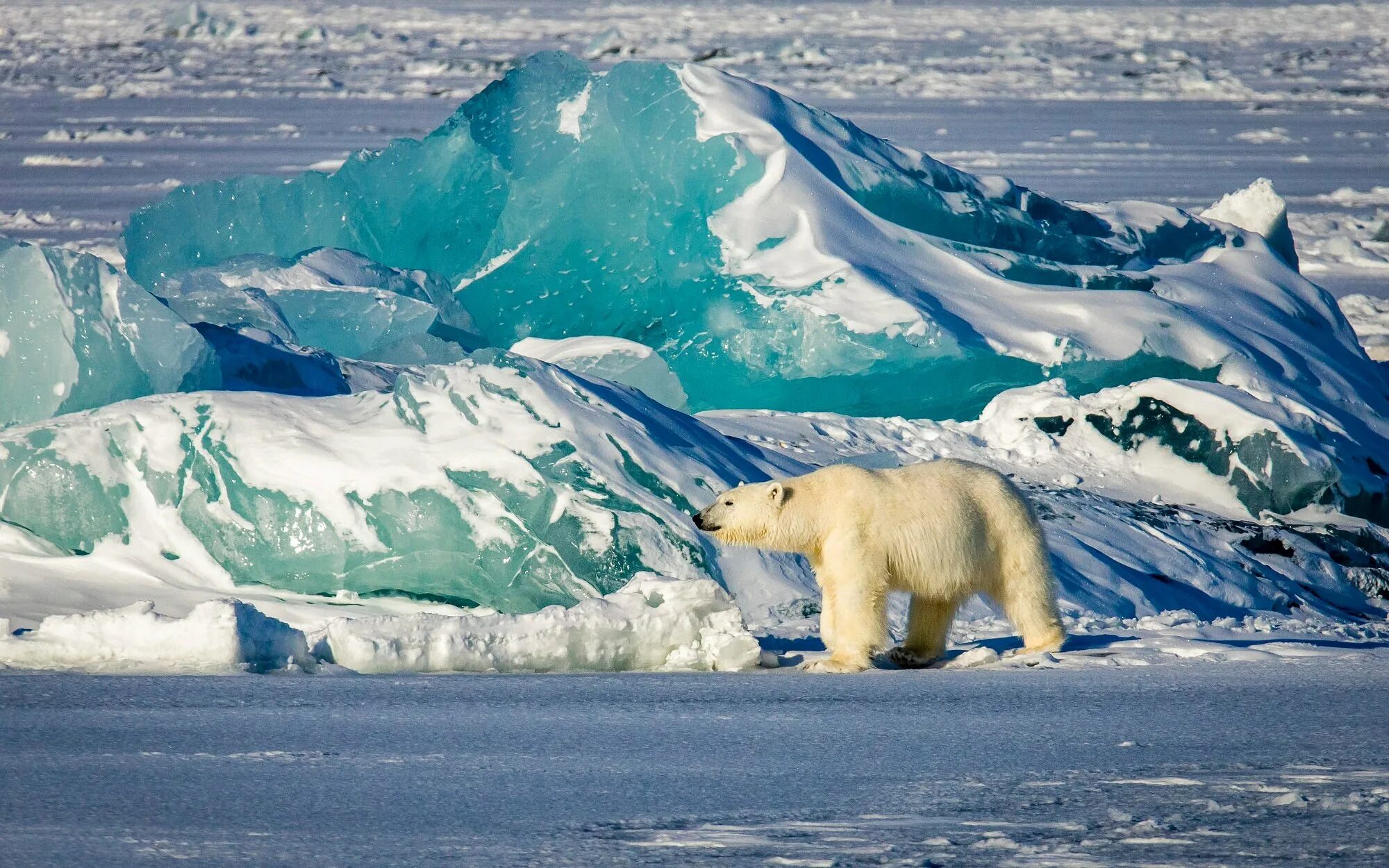 Медведи живут в арктике. Северный Ледовитый океан белый медведь. Белые медведи во льдах Северного Ледовитого океана. Арктика Северный Ледовитый океан. Северный полюс Арктика и Антарктика.
