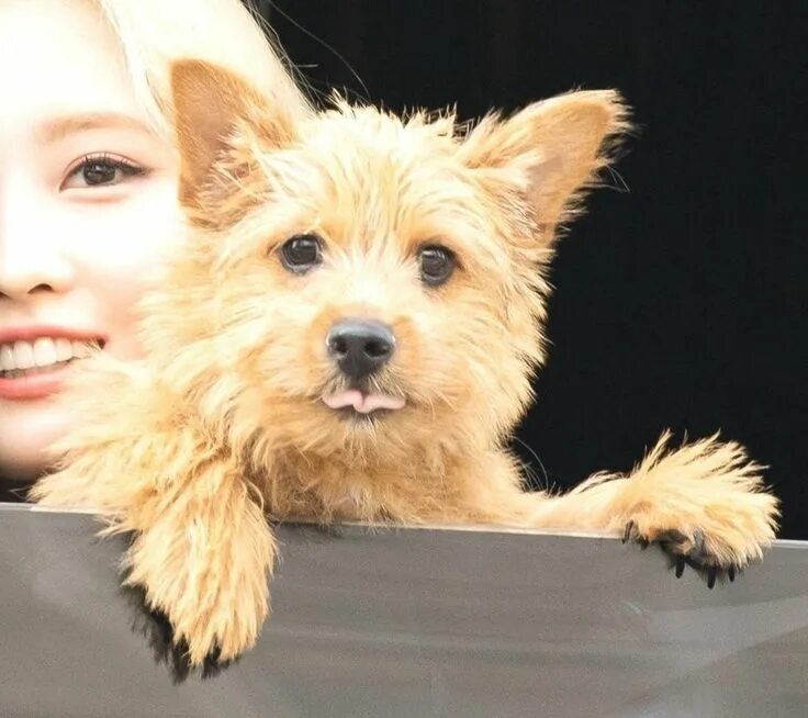 Momo as boo. Момо собака. Момо собака. Собака момо твайс. Момо собака.