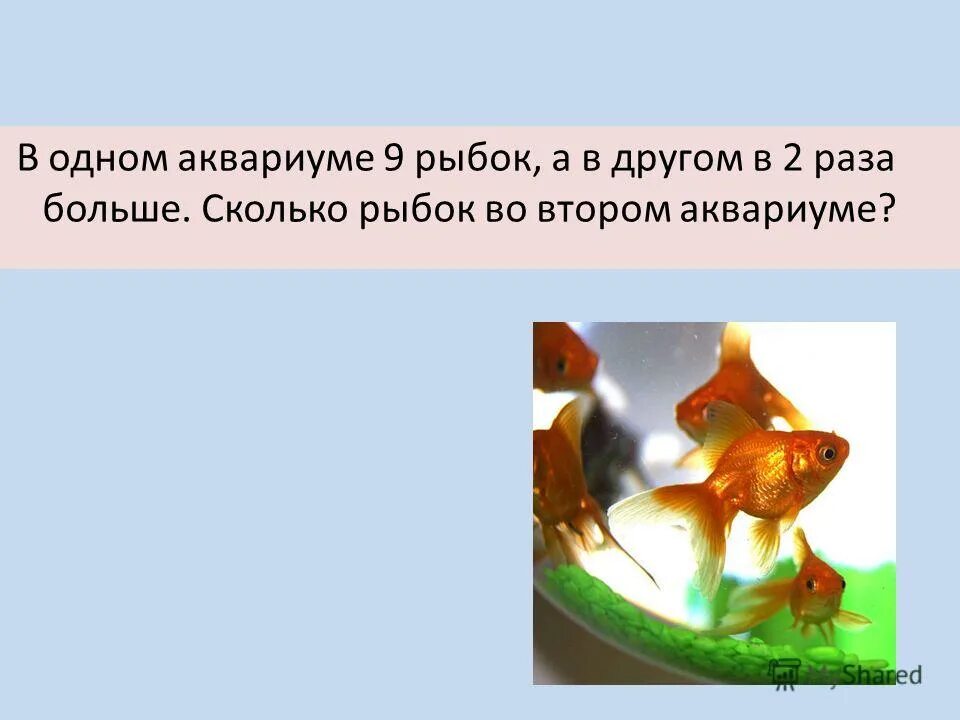 рыбки для аквариума. золотая рыбка. карнавал животных сен-санс рыбки. рыбки фен шуй. в аквариуме 9 рыбок.