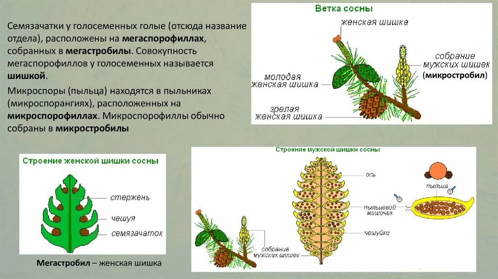 Каково строение голосеменных