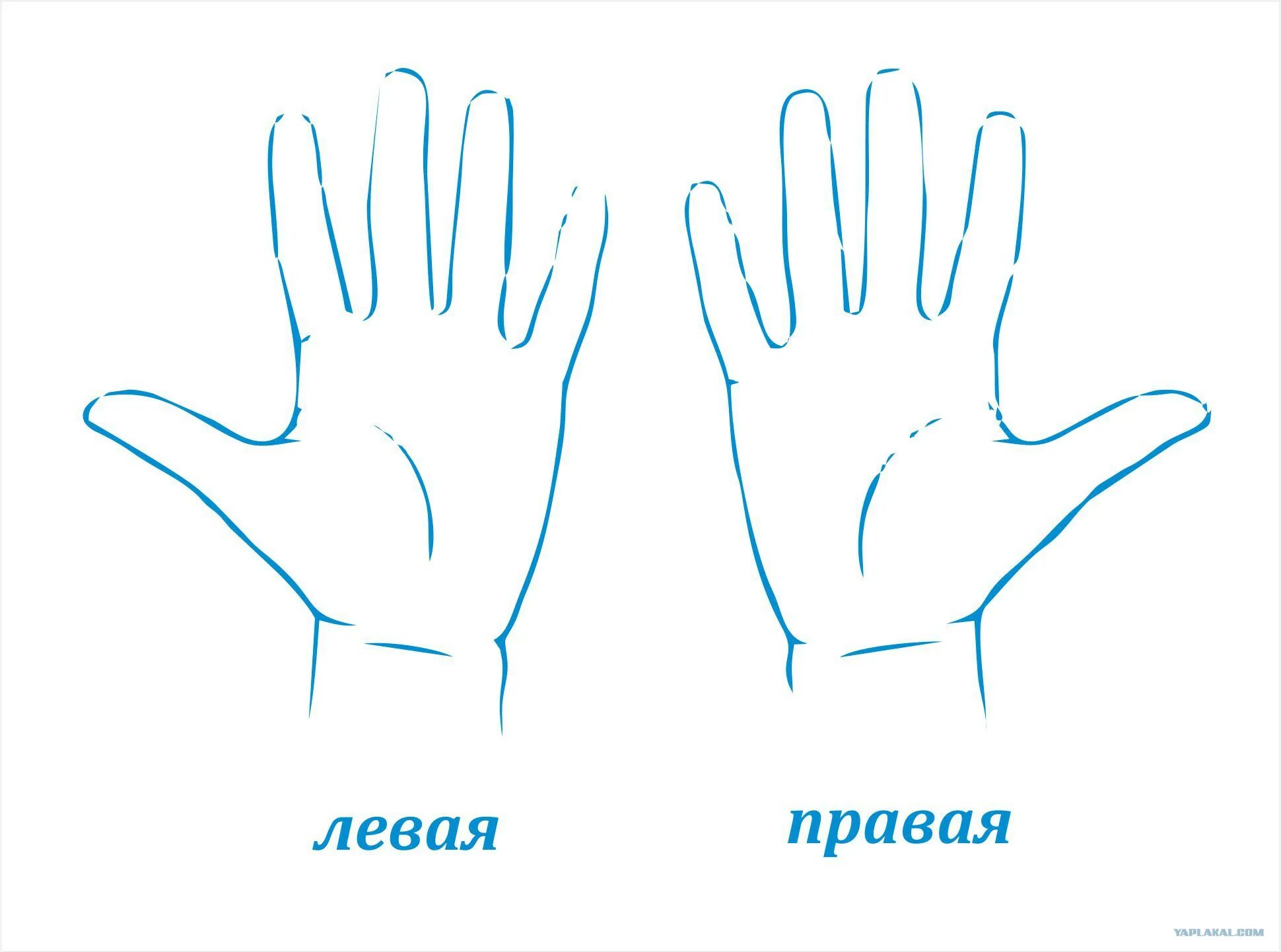Правая и левая рука. Ладонь рисунок. Правая и левая рука для дошкольников. Рука раскраска для детей. Левая рука становится правой