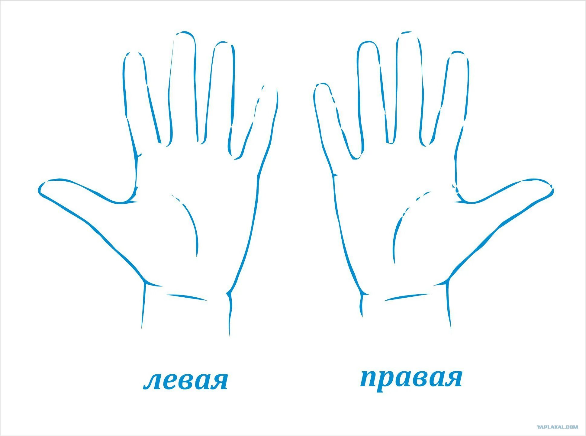 Как понять где левая где правая. Правая и левая рука. Правая и левая рука для дошкольников. Ладонь рисунок. Рука раскраска для детей.