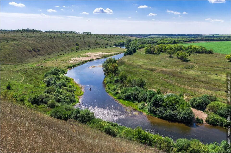 Елец чернава