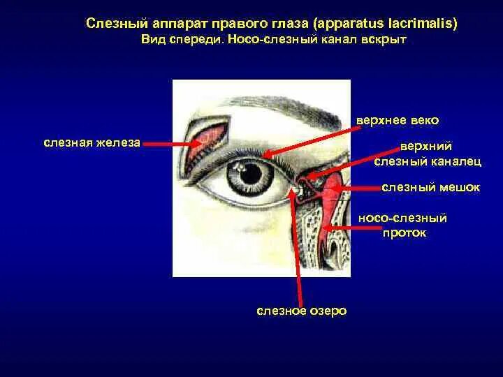 Строение слезной железы