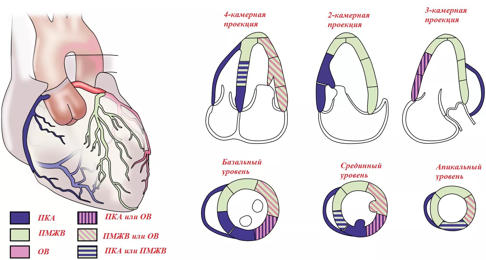 Сегментарное строение миокарда ЭХОКГ. Стенки левого желудочка на ЭХОКГ. Сегменты левого желудочка по эхокардиографии. Сегменты сердца Эхо кг.