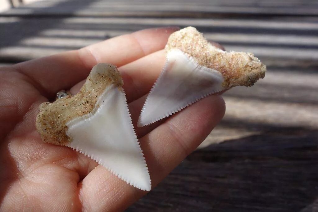 Большие зубы акулы. Большие зубы акулы. Акулья морда. Большие зубы акулы. Тигровая песчаная акула зубы.