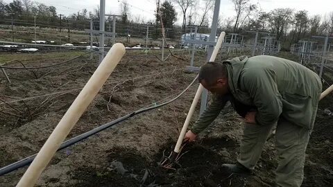 Виноград видео зима