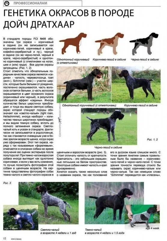 Общее название охотничьих собак кроссворд. Охотничьи собаки названия. охотничьи породы собак с фотографиями. виды охотничьих собак породы. охотничьи собаки описание.