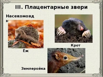 Примеры насекомоядных животных
