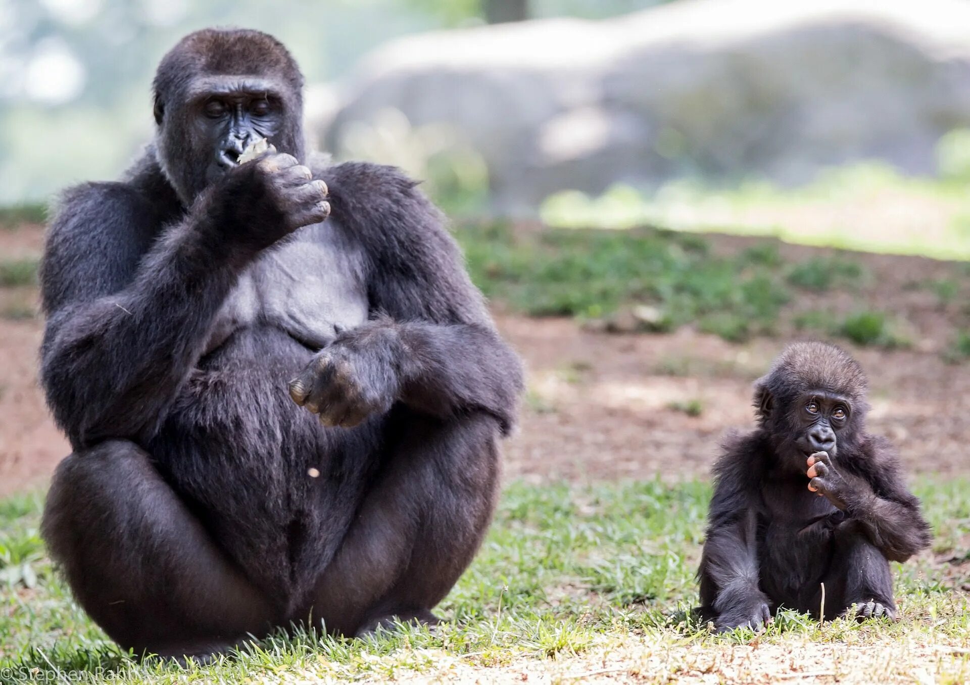 Отдел обезьяна. Горилла и шимпанзе. Маймун горилла. Обезьян горилла малыш. Детеныш обезьяны.