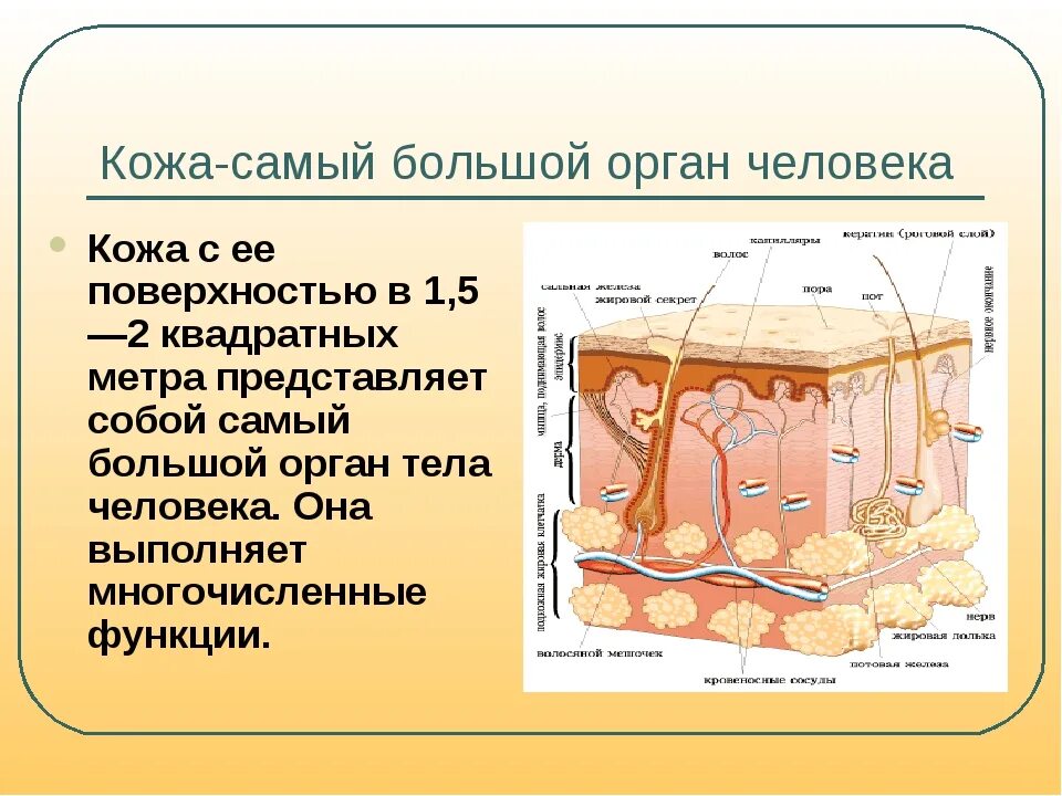 Крупнейший орган человека