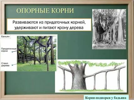 Столбовидные корни