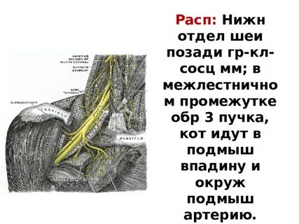 Границы межлестничного промежутка