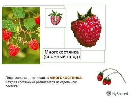 Тип плода малины