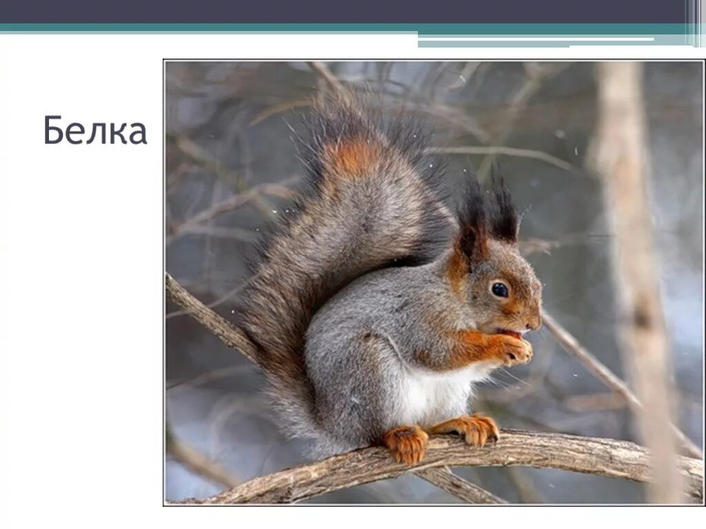 Белки информация. Жители леса. Проект про белку. Презентация про белку для дошкольников. Проект про белку.