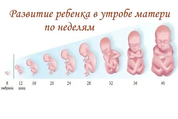 Как выглядит эмбрион после выкидыша Free 3D Fetus 37 Development TurboSquid 1329462