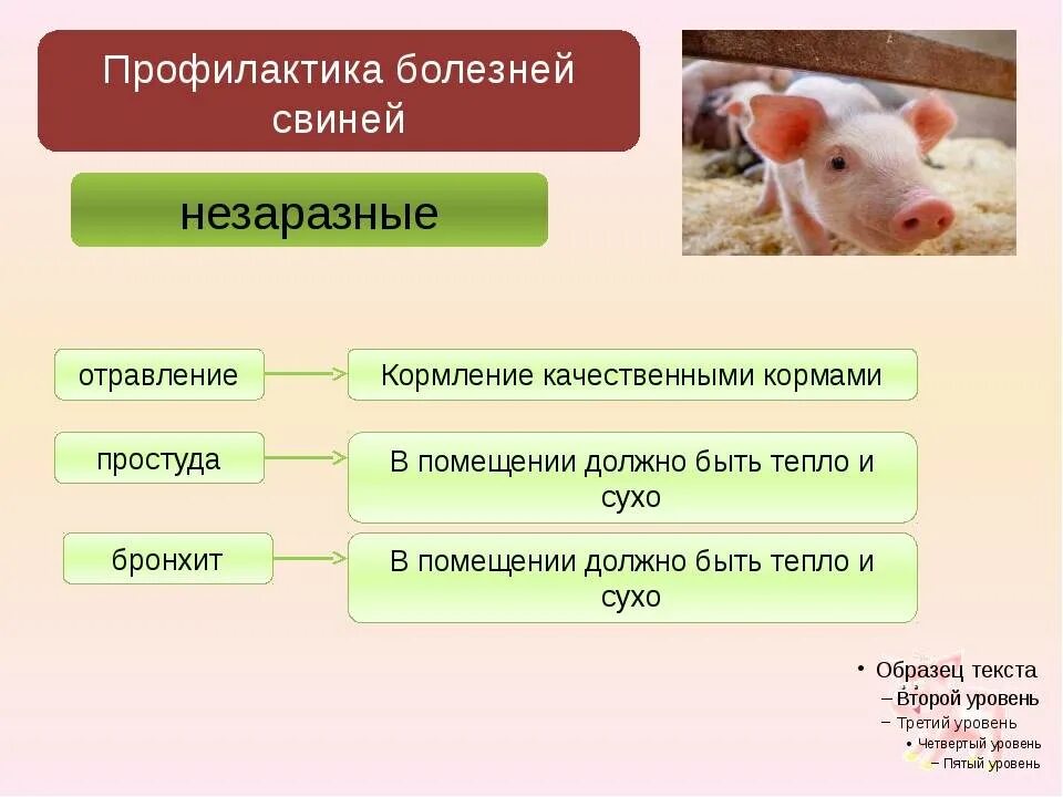 Профилактика незаразных болезней животных. Болезни свиней заразные и незаразные. профилактика инфекционных заболеваний свиней. болезни свиней и их предупреждение.