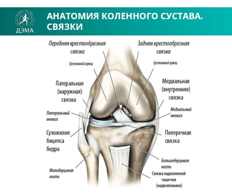 Связки коленного сустава анатомия. Коленный сустав анатомия связки надколенника. Надколенник коленного сустава анатомия. Анатомия коленного сустава Синельников.