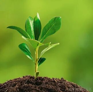 Ecological plants