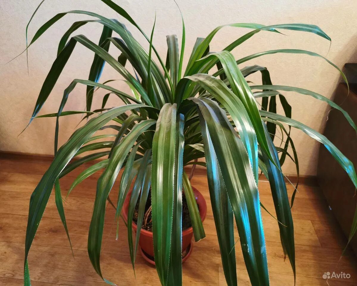 Комнатное растение панданус. Драцена пальма панданус. пандуе винтовоя падьма. панданус винтовая пальма. пальма юкка панданус.