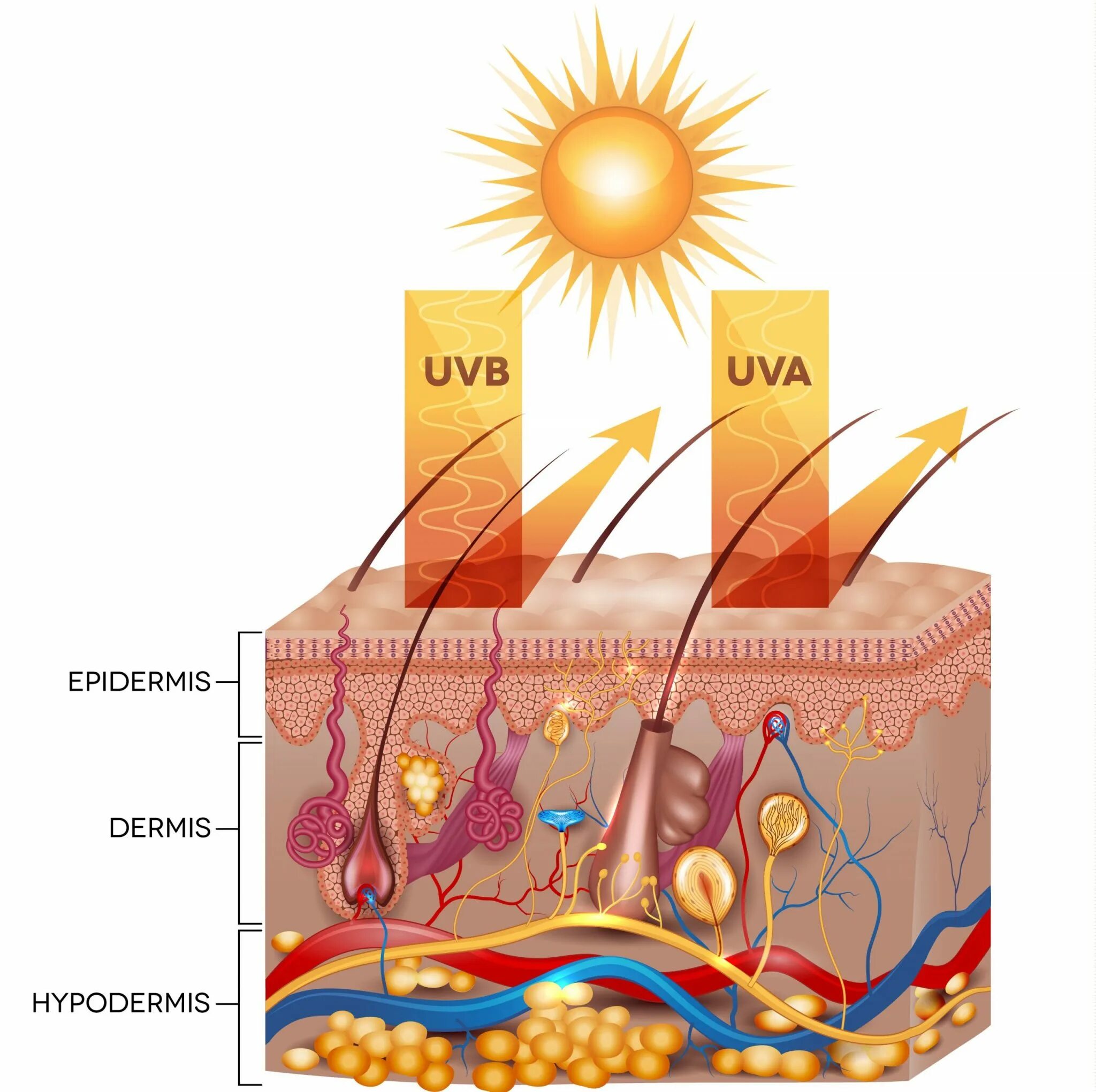 UVA UVB лучи что это. Защита кожи от УФ излучения. UVB излучение. Какой слой кожи защищает от ультрафиолетовых лучей.