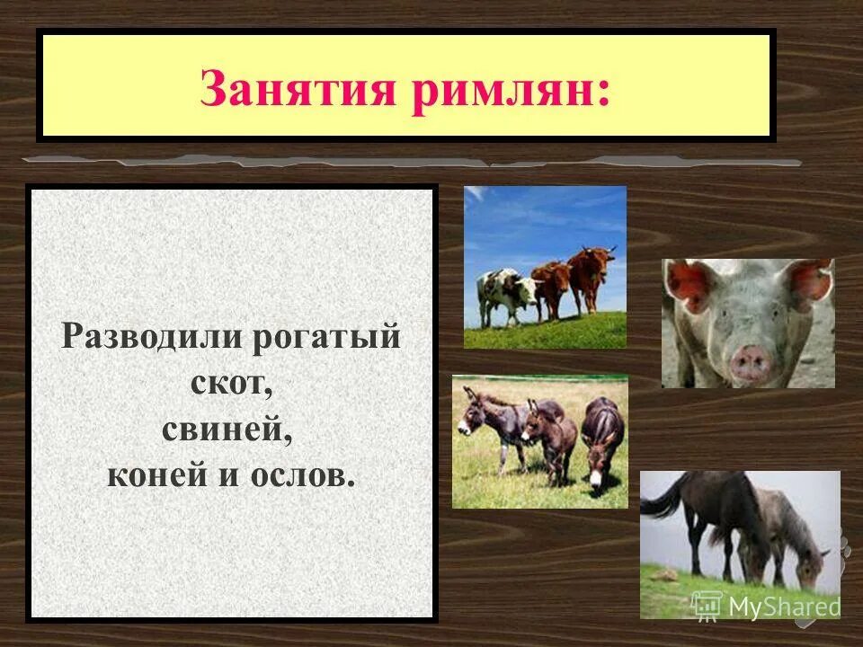 основные занятия римлян. древний рим занятия. основные занятия римлян. древний рим занятия жителей. занятия древнего рима 5.