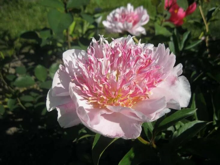 Peony Do Tell Easy to grow bulbs, Bare root peonies, Fragrant flowers