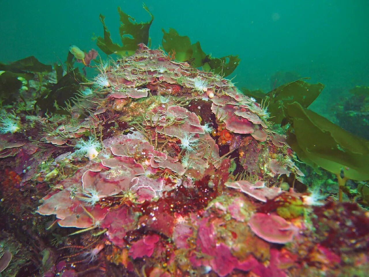 Красные водоросли глубина. Кораллиновые водоросли. Порфира водоросль и Филлофора. Красные водоросли Филлофора. Водоросли родофиты.