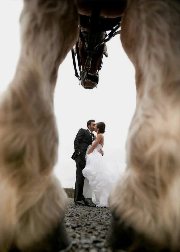 Обряд женщина в коне. Свадебная фотосессия с лошадьми. Интересные Свадебные фото. Свадебная фотосессия с лошадьми летом.