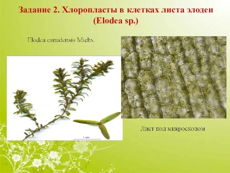 Строение элодеи под микроскопом