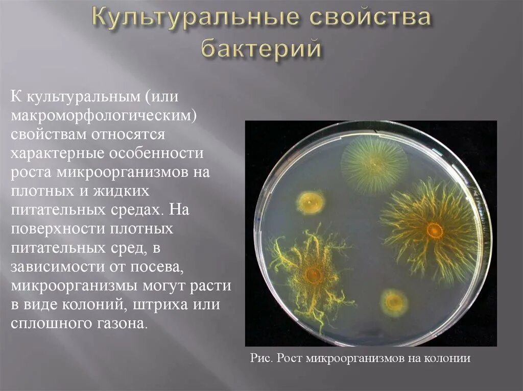 Бактерии в жидкой среде. Колонии бактерий на питательной среде. Культуральное свойство микроорганизмов. Рост бактерий на плотных питательных средах. Культуральные свойствабакткрий.