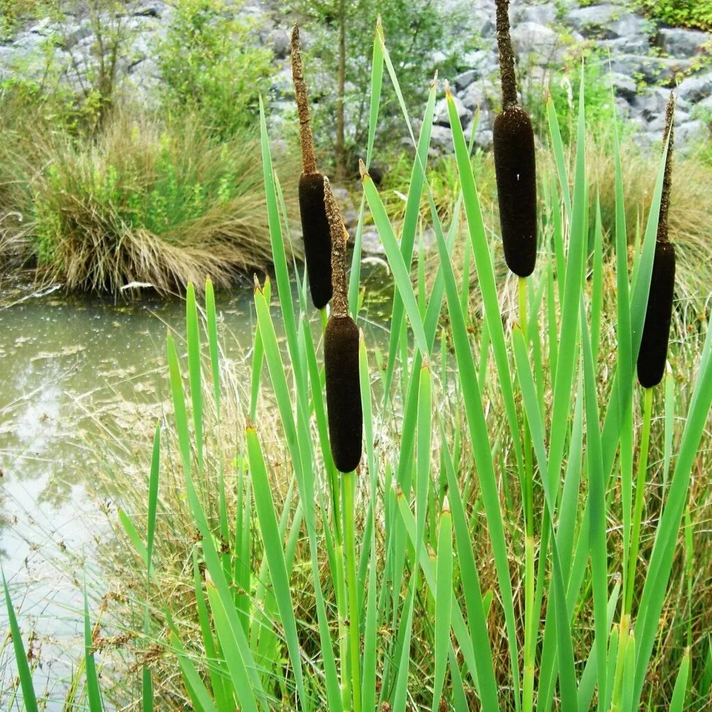 Можно ли дома ставить камыш. Камыш и рогоз. рогоз typha. рогоз широколистный. рогоз широколистный и камыш.
