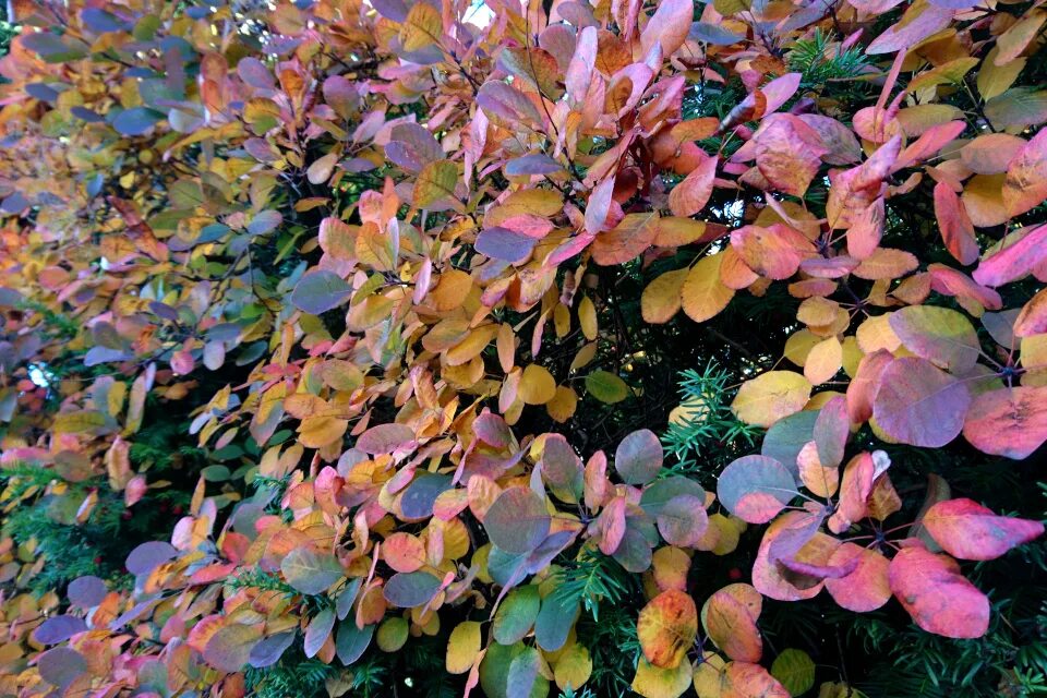 Ирга осенью фото Amelanchier Canadensis (Serviceberry) Fall Foliage Backyard plants, Ornamental p