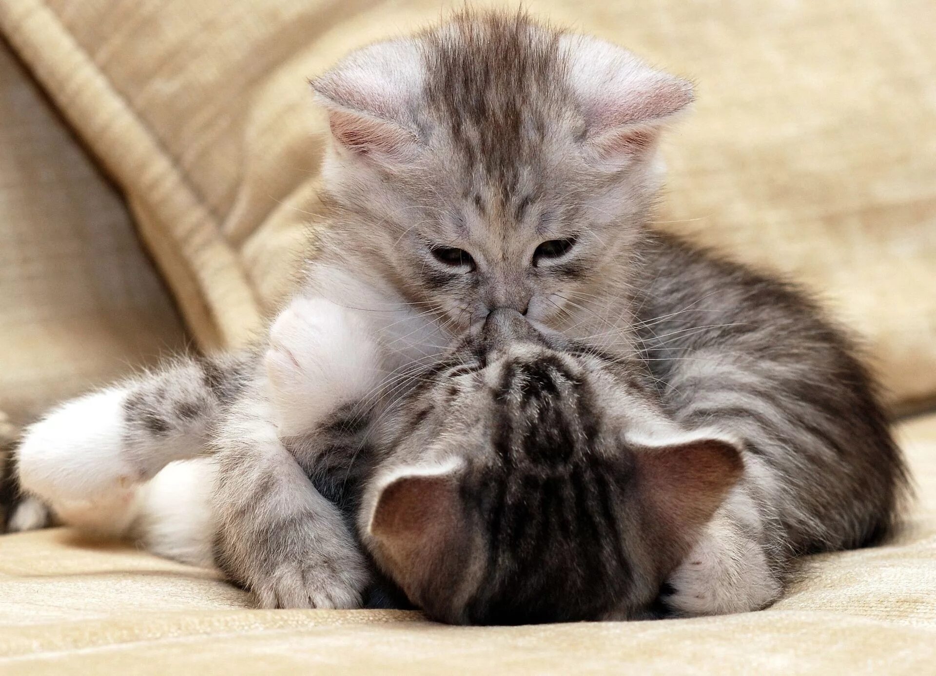 Целую нежно милый. Милые коты. Кошки любовь. Нежные котята. Кошки обнимашки.