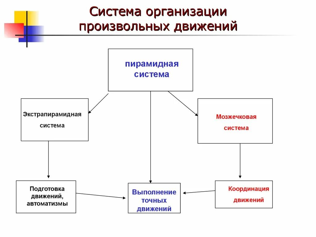 Нарушение организации движений. Функциональная организация произвольного движения. Организация произвольного движения схема. Механизмы произвольной организации движения. Формирование произвольных движений схема.