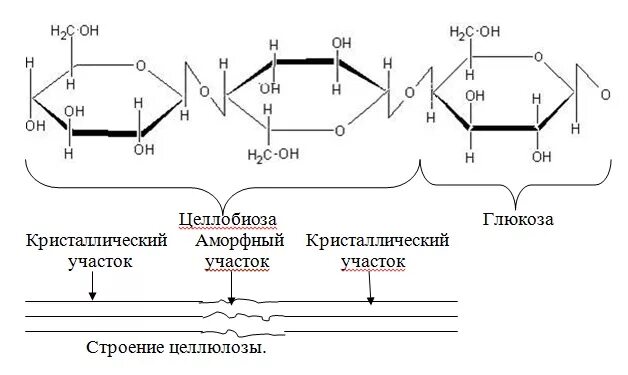 Целлюлоза вступает в гидролиз. Схема гидролиза целлюлозы. Схема гидролиза клетчатки. Разложение целлюлозы микроорганизмами. Схема ферментативного гидролиза целлюлозы.