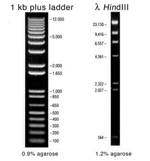 1 kb c