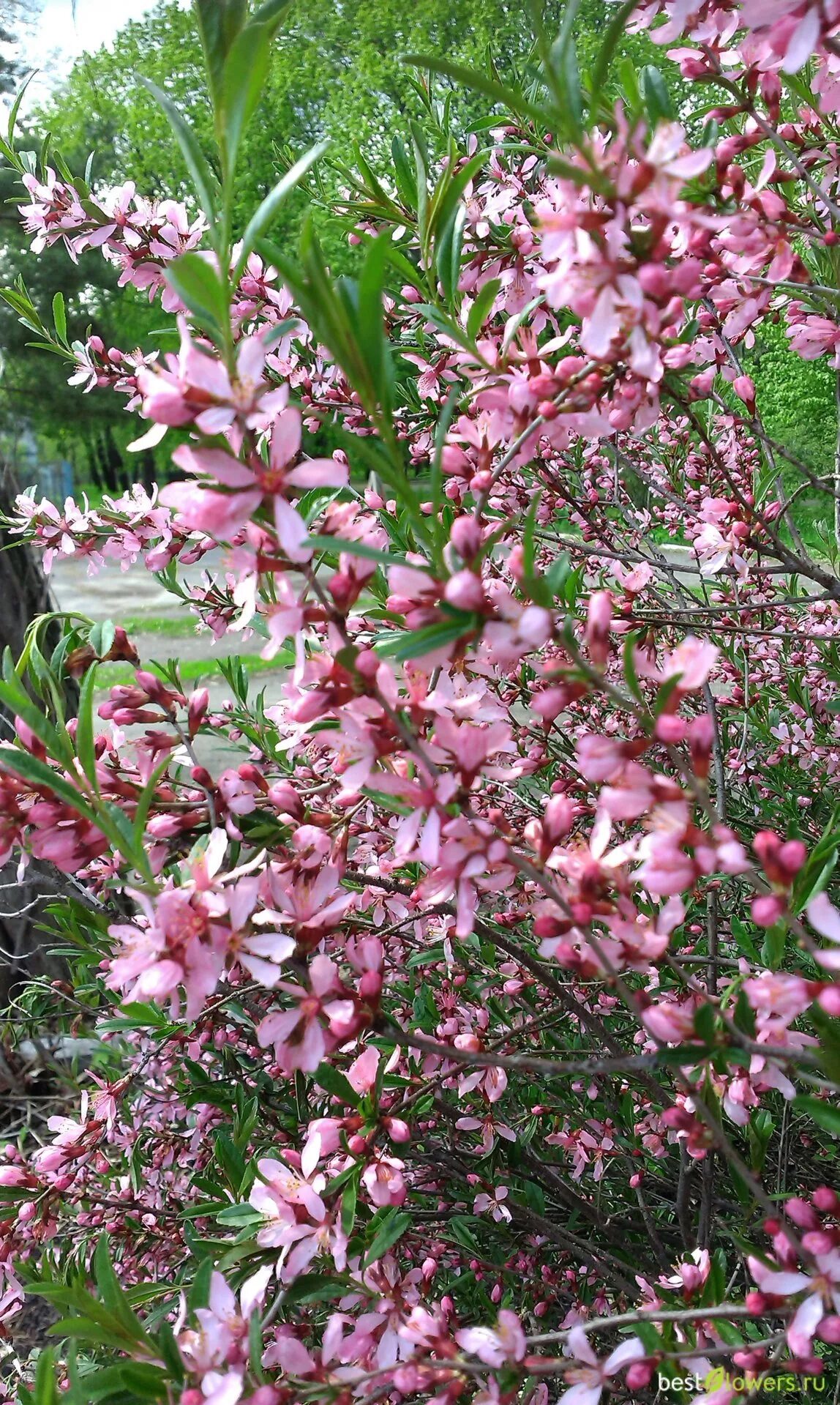 Миндаль простой. Миндаль обыкновенный (Amygdalus communis). Горький миндаль кустарник. Кустарник миндаль бобовый. Миндаль обыкновенный цветет.