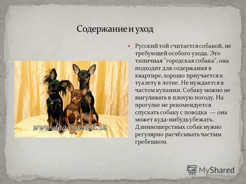 Содержание собак кратко. Доклад про той терьера. интересные факты о той терьерах. презентация про русского той терьера. сообщение о породе собак той-терьер.
