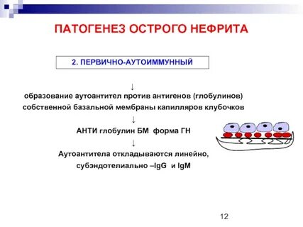 Этиология нефрит