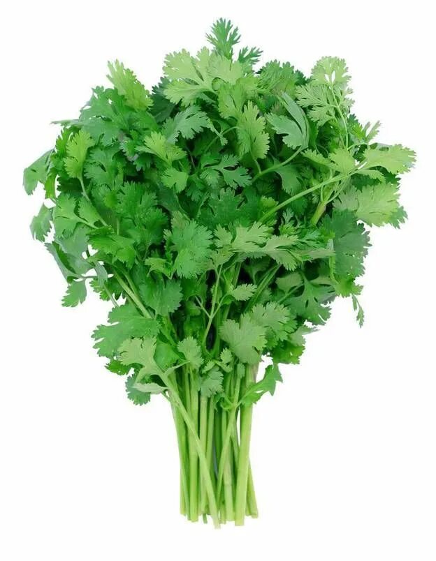 Кинза микроэлементы. Кинза cilantro. пучок кинзы. кинза и петрушка. кориандр и петрушка.