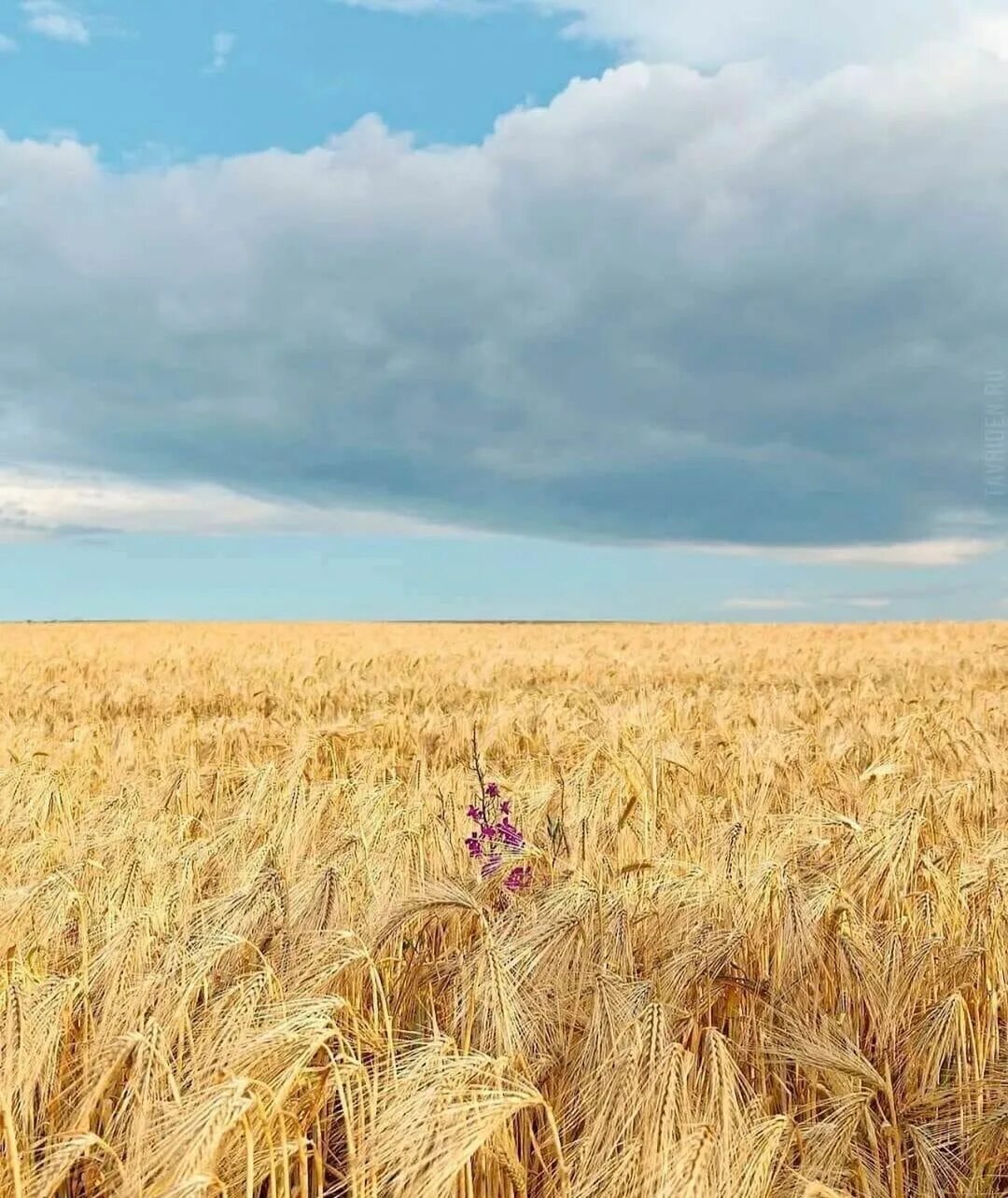 Крым пшеничное. Пшеничное поле Кисловодск. Красивое пшеничное поле. Бескрайние поля пшеницы. В поле.