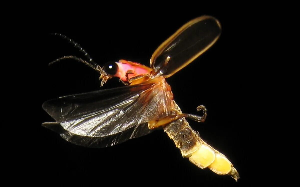 Кто такой светлячок. Светлячок жучок. Жук Светлячок Photuris. Светлячок насекомое личинки. Светлячка Photinus Pyralis.