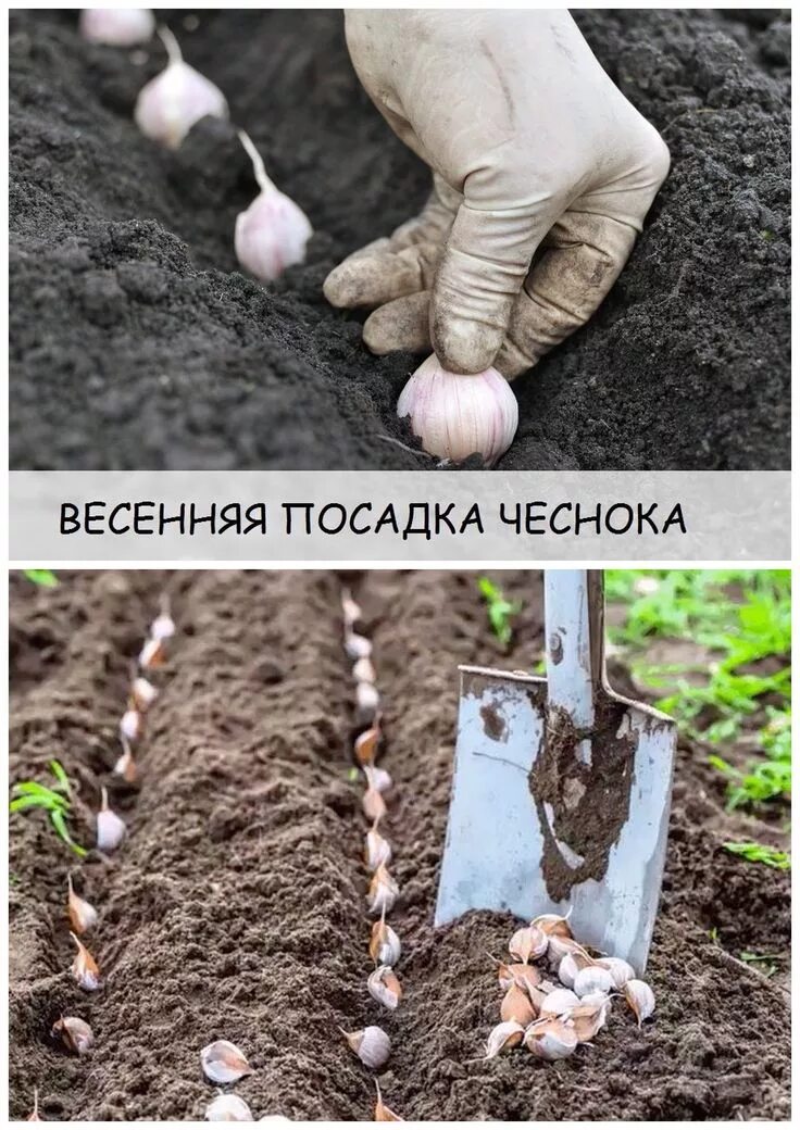 Чеснок на каком расстоянии сажать друг. Посадка чеснока. чеснок посадочный. сажаем чеснок весной в открытый грунт. посадка чеснока на зиму.