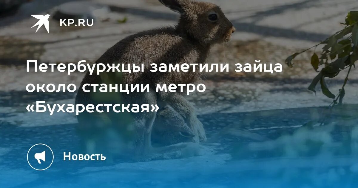 Заяц подмосковный. Заяц русак татарстан. Заметил зайца. Ссср заяц русак марка. Заяц волк заяц волк.