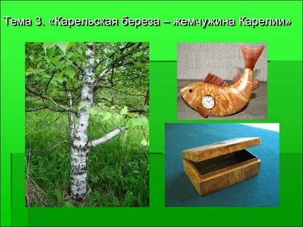 Береза карельская тип питания