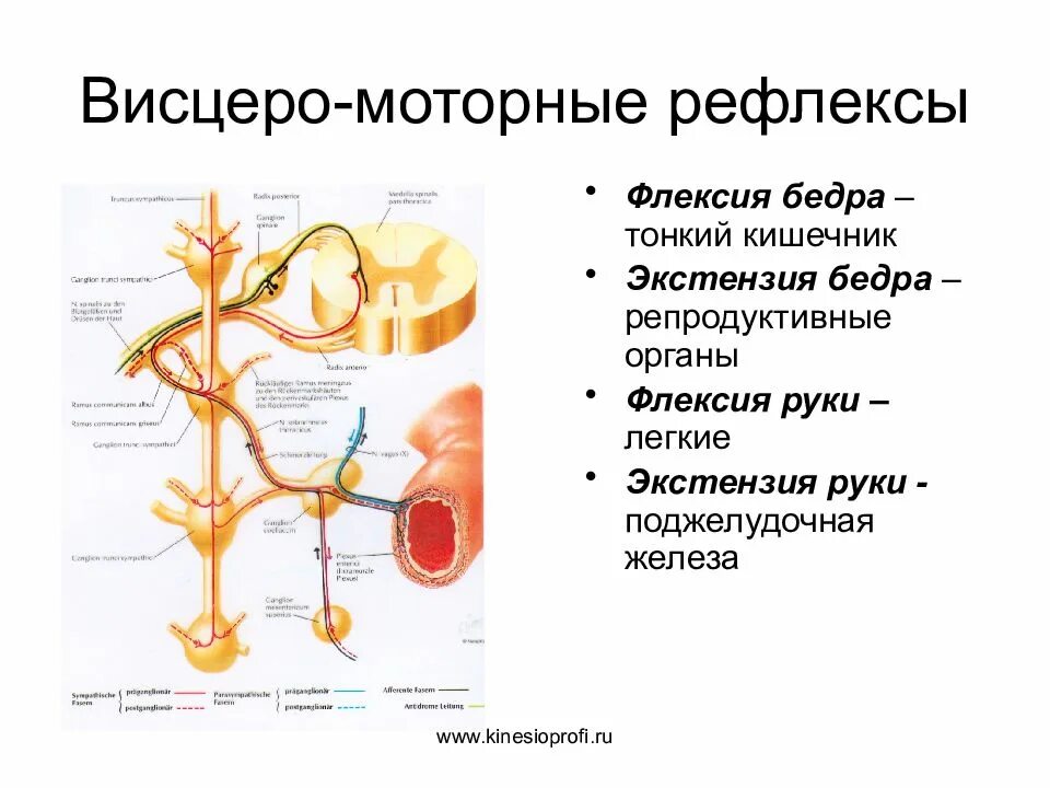 Моторно висцеральные рефлексы