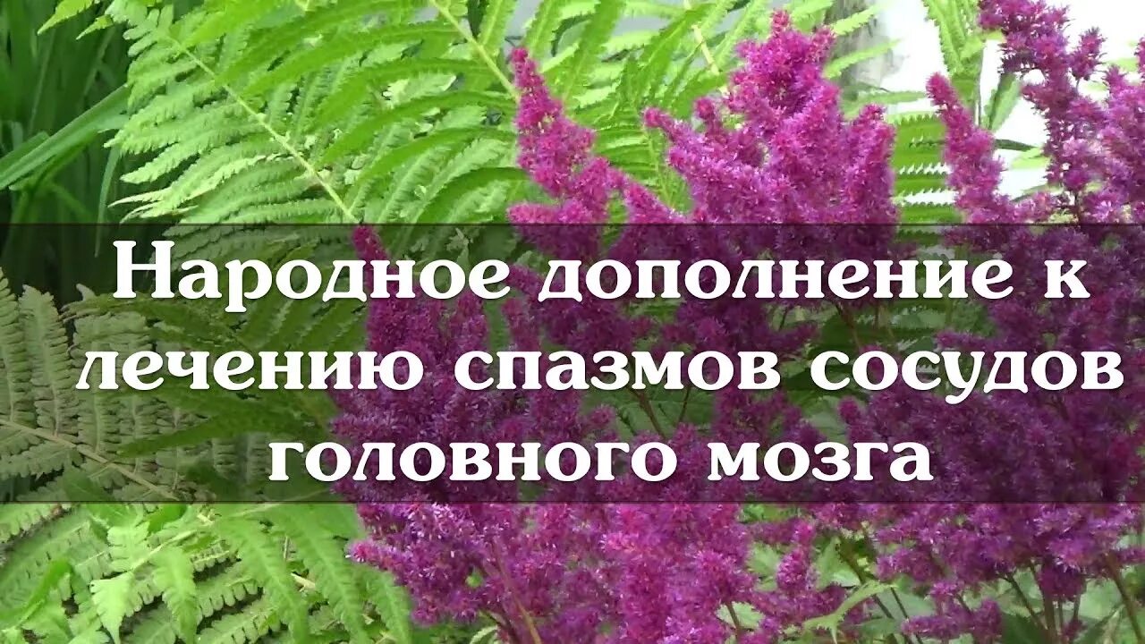 Лекарство спазма сосудов мозга. Спазмы сосудов головного мозга. Лекарство от спазма сосудов. Народные средства от спазма сосудов головного мозга. Снять спазм сосудов.