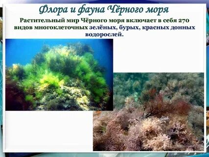 Животный мир черноморского побережья
