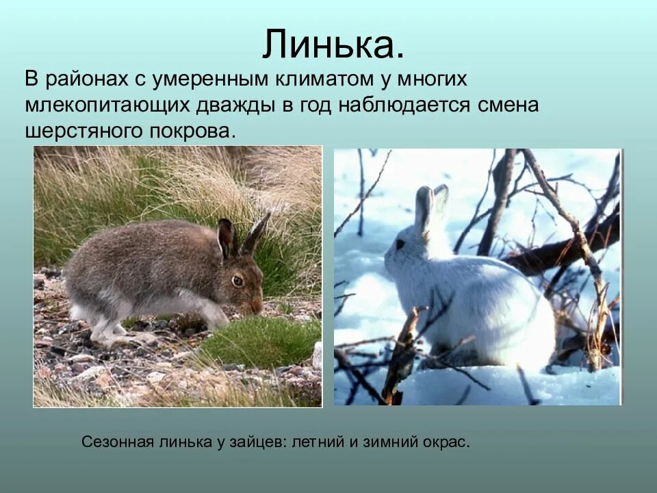 Сезонная жизнь животных. Сезонные изменения в жизни животных. сезонная линька. подготовка к зиме млекопитающих. линька у млекопитающих.